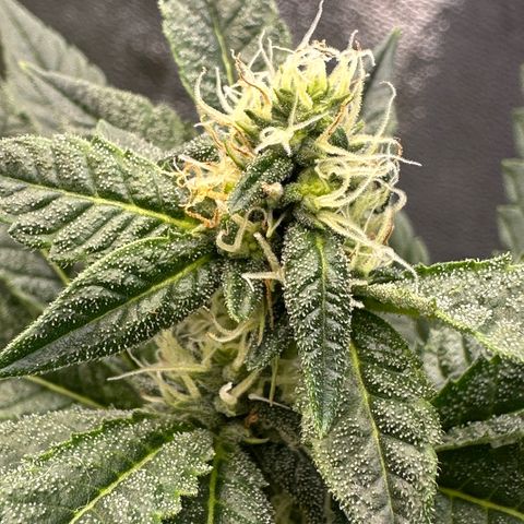 Purple Crunch growlog timeline photo