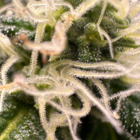 Purple Crunch growlog timeline photo