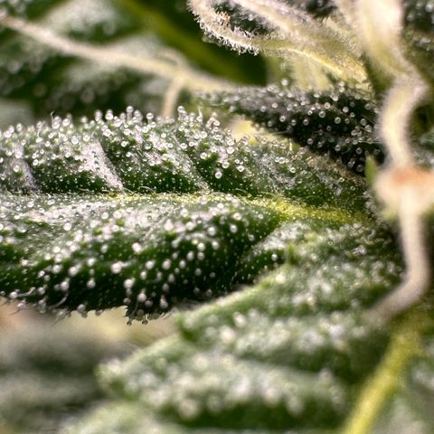 Purple Crunch growlog timeline photo