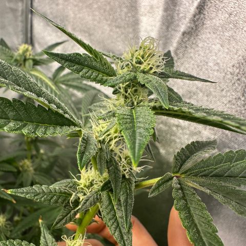 Purple Crunch growlog timeline photo