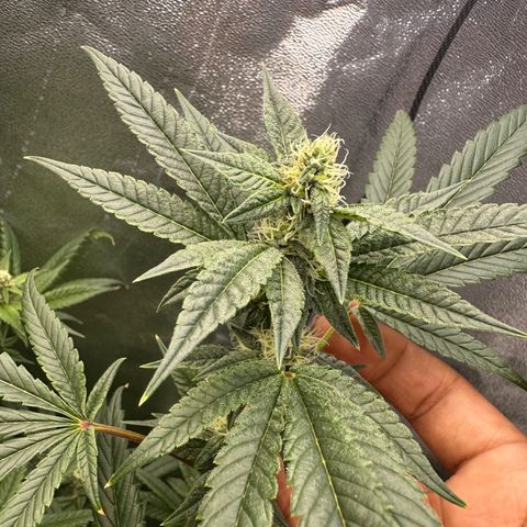 Purple Crunch growlog timeline photo