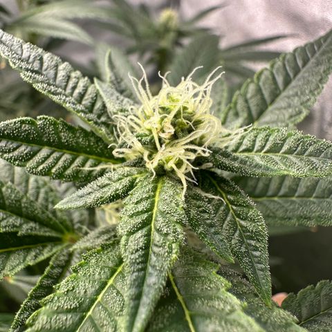 Purple Crunch growlog timeline photo