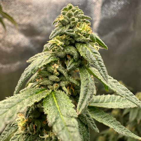 Greezy  growlog photo: Chop day. Noticed some slight cloudy/amber trichomes and pistils were mainly orange.