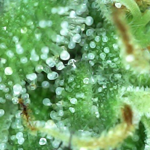 Greezy  growlog photo: Chop day. Noticed some slight cloudy/amber trichomes and pistils were mainly orange.