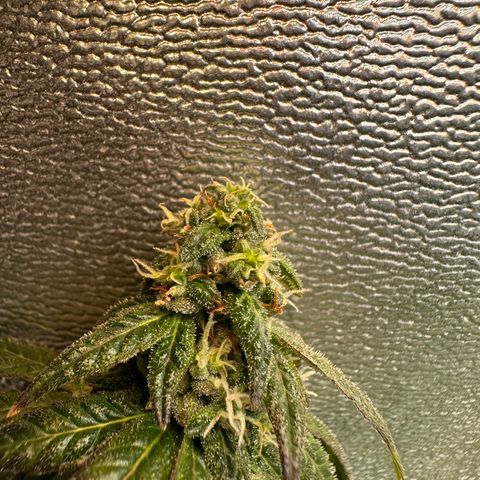 Greezy  growlog photo: Chop day. Noticed some slight cloudy/amber trichomes and pistils were mainly orange.
