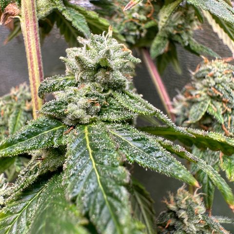 Greezy  growlog photo: Chop day. Noticed some slight cloudy/amber trichomes and pistils were mainly orange.