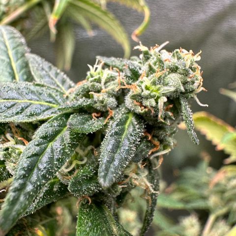 Greezy  growlog photo: Chop day. Noticed some slight cloudy/amber trichomes and pistils were mainly orange.