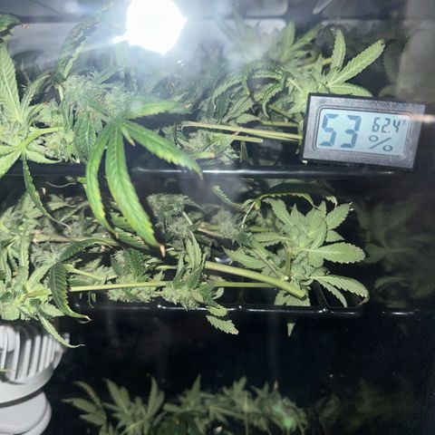 Greezy  growlog photo: Trying something new. Wine cooler dry. Keeping rh around 50-60 degrees with temps staying around 55-62 degrees Fahrenheit. 