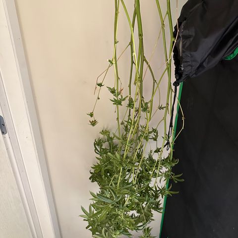 Greezy  growlog timeline photo