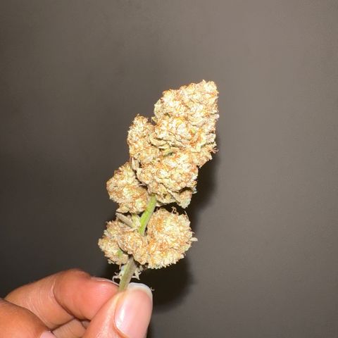 Ice Berry Gelato growlog photo: Trimmed her up a little she’s super frosty ! 