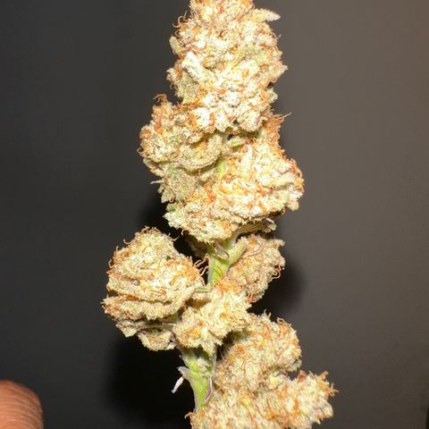 Ice Berry Gelato growlog photo: Trimmed her up a little she’s super frosty ! 
