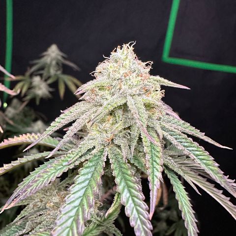 Ice Berry Gelato growlog photo: Nice frosty colas. Some pictures I submitted for a groups bud of the month “ Nugs & Kisses “ ✅🔥