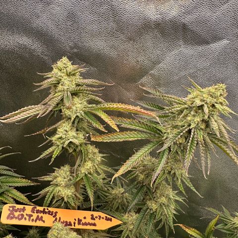 Ice Berry Gelato growlog photo: Nice frosty colas. Some pictures I submitted for a groups bud of the month “ Nugs & Kisses “ ✅🔥