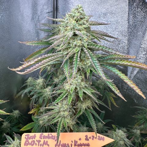 Ice Berry Gelato growlog photo: Nice frosty colas. Some pictures I submitted for a groups bud of the month “ Nugs & Kisses “ ✅🔥