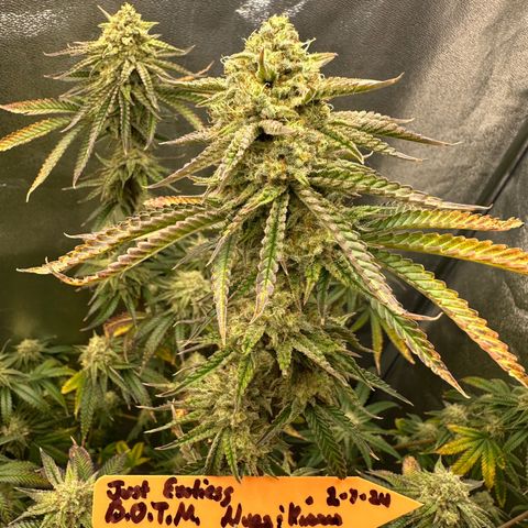 Ice Berry Gelato growlog photo: Nice frosty colas. Some pictures I submitted for a groups bud of the month “ Nugs & Kisses “ ✅🔥