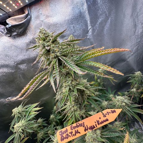 Ice Berry Gelato growlog photo: Nice frosty colas. Some pictures I submitted for a groups bud of the month “ Nugs & Kisses “ ✅🔥