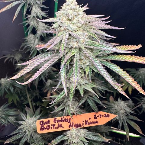 Ice Berry Gelato growlog photo: Nice frosty colas. Some pictures I submitted for a groups bud of the month “ Nugs & Kisses “ ✅🔥