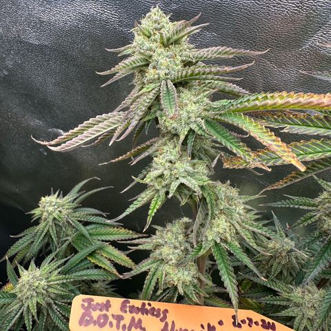 Ice Berry Gelato growlog photo: Nice frosty colas. Some pictures I submitted for a groups bud of the month “ Nugs & Kisses “ ✅🔥