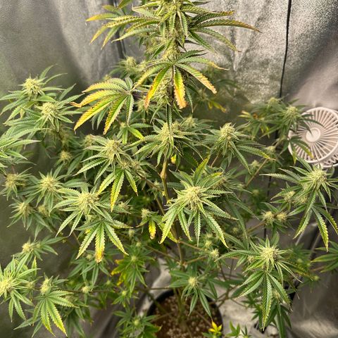 Ice Berry Gelato growlog photo: Colas starting to fatten