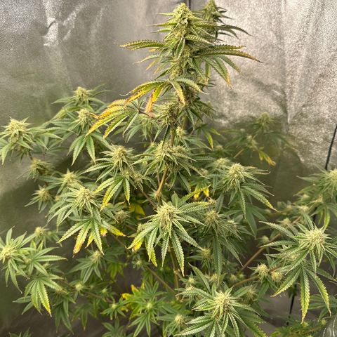 Ice Berry Gelato growlog photo: Colas starting to fatten