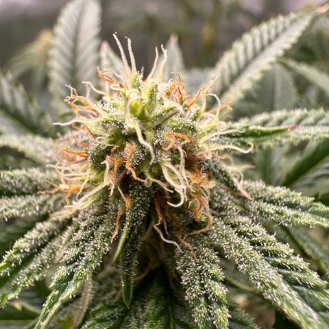 Ice Berry Gelato growlog photo: Power Of The Frost !!!