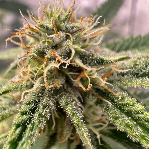 Ice Berry Gelato growlog photo: Power Of The Frost !!!