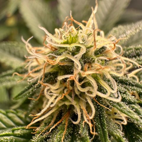 Ice Berry Gelato growlog photo: Power Of The Frost !!!