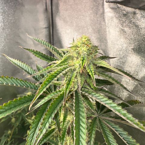 Ice Berry Gelato growlog photo: Power Of The Frost !!!