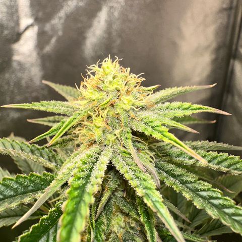 Ice Berry Gelato growlog photo: Power Of The Frost !!!