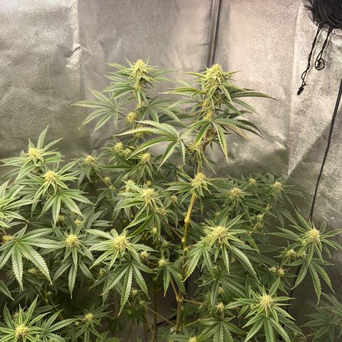 Ice Berry Gelato growlog timeline photo