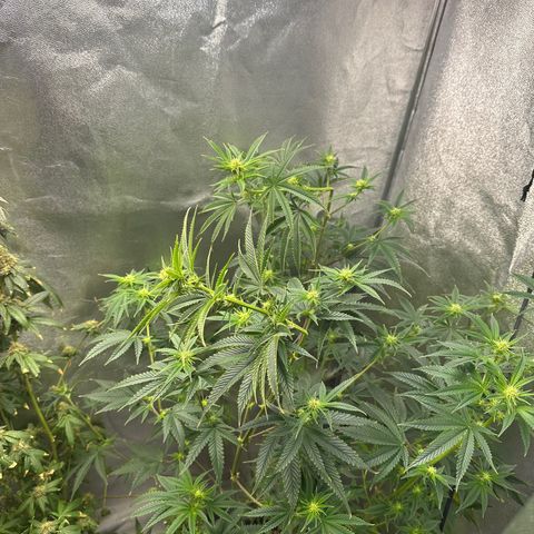 Ice Berry Gelato growlog photo: After Super Cropping 