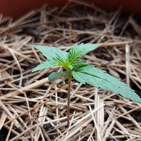 LowRyder Auto growlog timeline photo