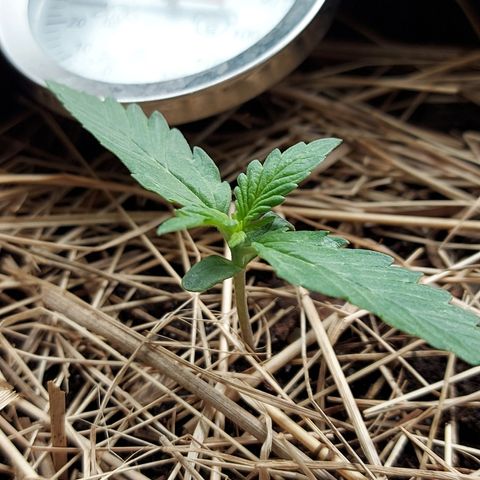 LowRyder Auto growlog timeline photo