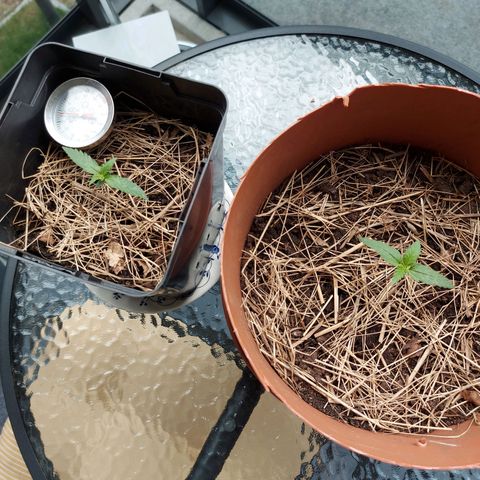 LowRyder Auto growlog timeline photo