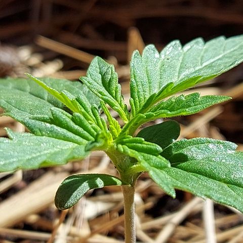 LowRyder Auto growlog photo: 😎