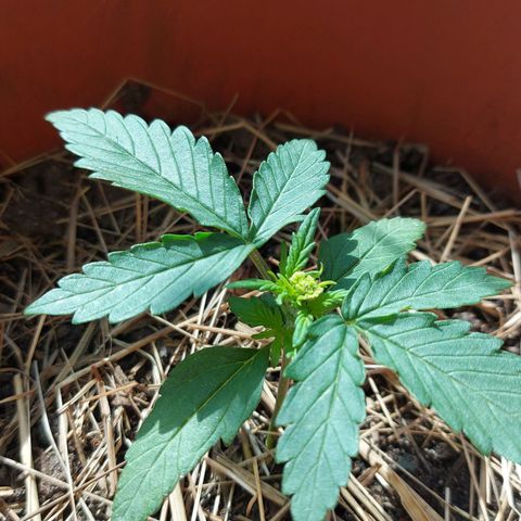 LowRyder Auto growlog timeline photo