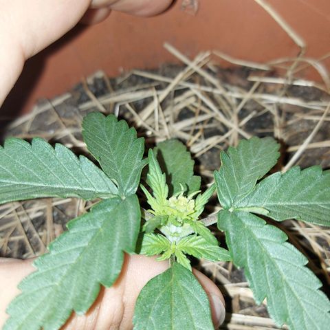 LowRyder Auto growlog timeline photo
