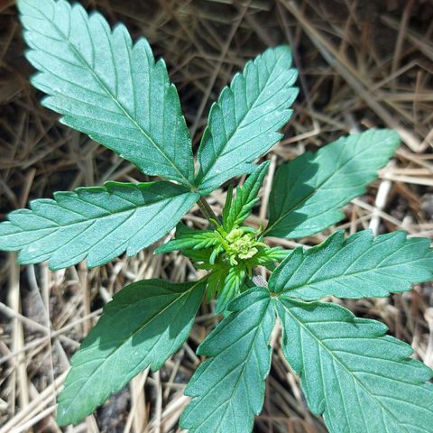 LowRyder Auto growlog timeline photo