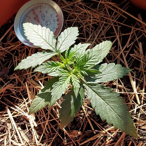 LowRyder Auto growlog photo: 😎