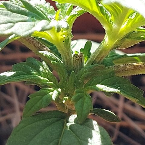 LowRyder Auto growlog photo: 😎