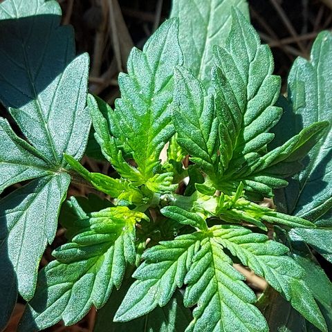 LowRyder Auto growlog photo: 😎
