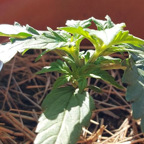 LowRyder Auto growlog photo: 😎