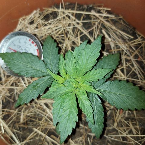 LowRyder Auto growlog photo: Nishtyak