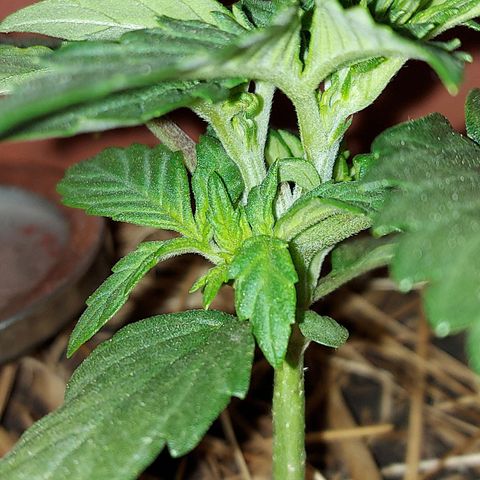 LowRyder Auto growlog photo: Nishtyak