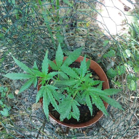 LowRyder Auto growlog timeline photo