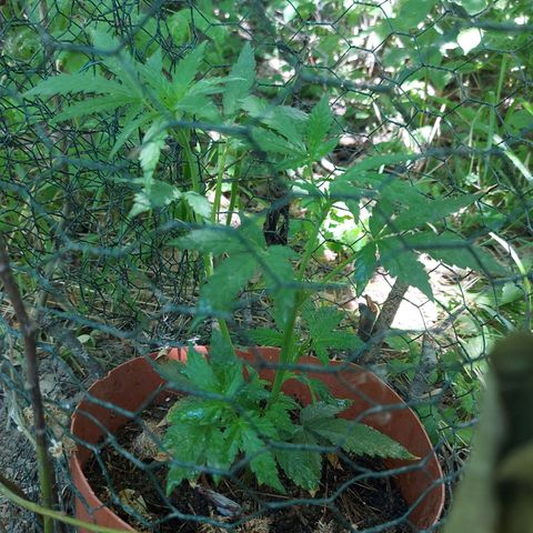 LowRyder Auto growlog timeline photo
