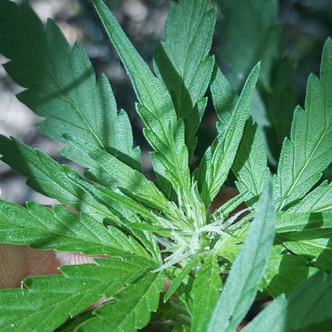 LowRyder Auto growlog photo: IT IS IN PREFLOWER😝✌🏻✌🏻😝