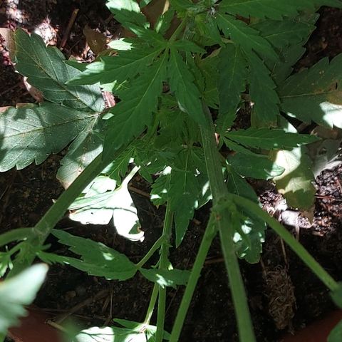 LowRyder Auto growlog photo: IT IS IN PREFLOWER😝✌🏻✌🏻😝
