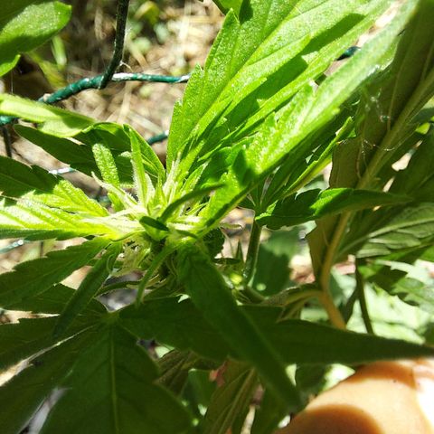 LowRyder Auto growlog photo: IT IS IN PREFLOWER😝✌🏻✌🏻😝