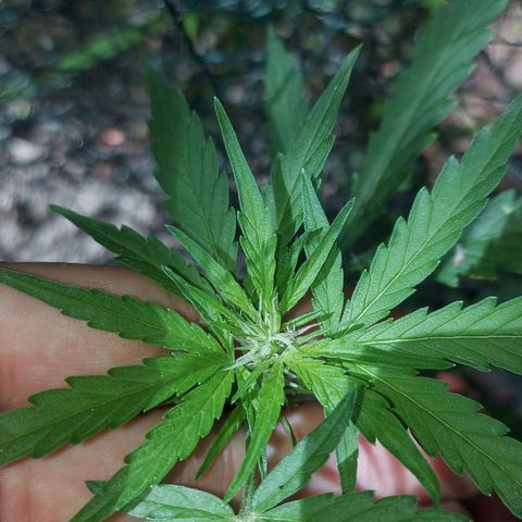 LowRyder Auto growlog photo: IT IS IN PREFLOWER😝✌🏻✌🏻😝